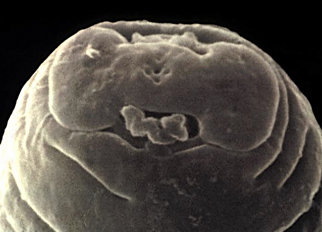 Foto:&nbsp;Jonathan D Eisenback / Virginia Polytechnic Institute and State University - Bugwood