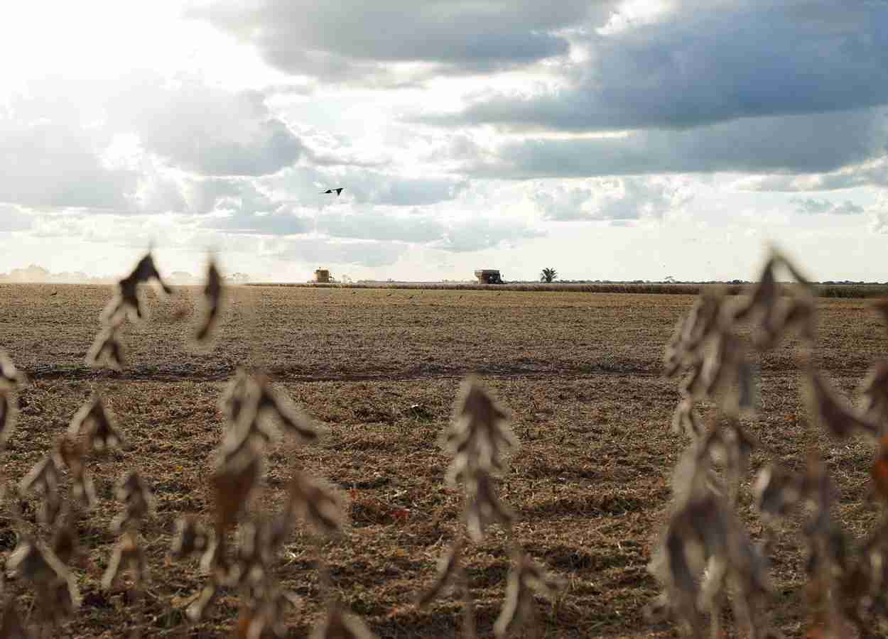 Medida segue até 7 de setembro e exige eliminação de plantas voluntárias para conter ferrugem asiática