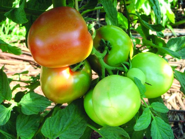 Como realizar o manejo eficaz de pragas e doenças no tomateiro