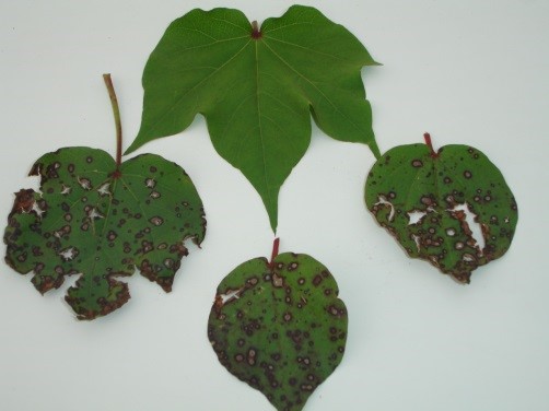 Comparação entre folhas de cultivar resistente e suscetível