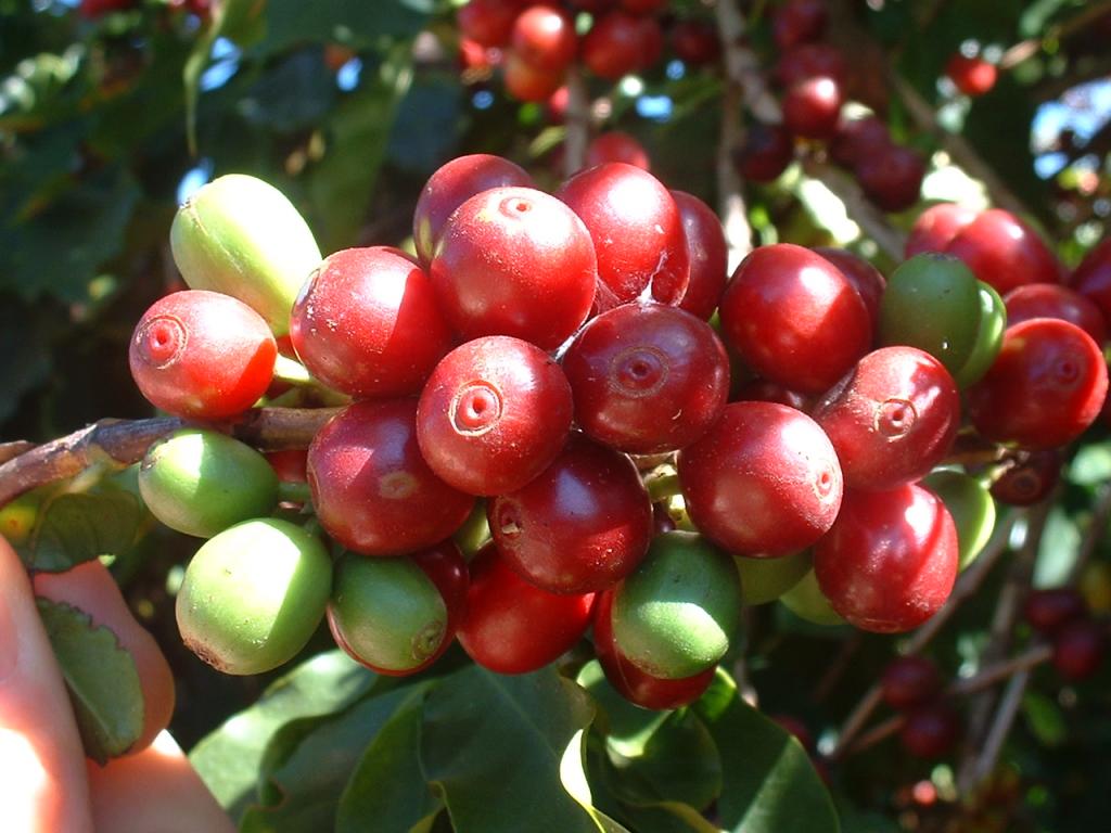 Exportações de café solúvel do Brasil voltam a crescer em maio