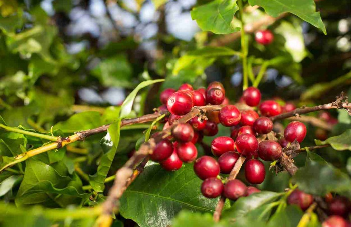 VBP do café em Goiás deve atingir R$ 827,9 milhões em 2026