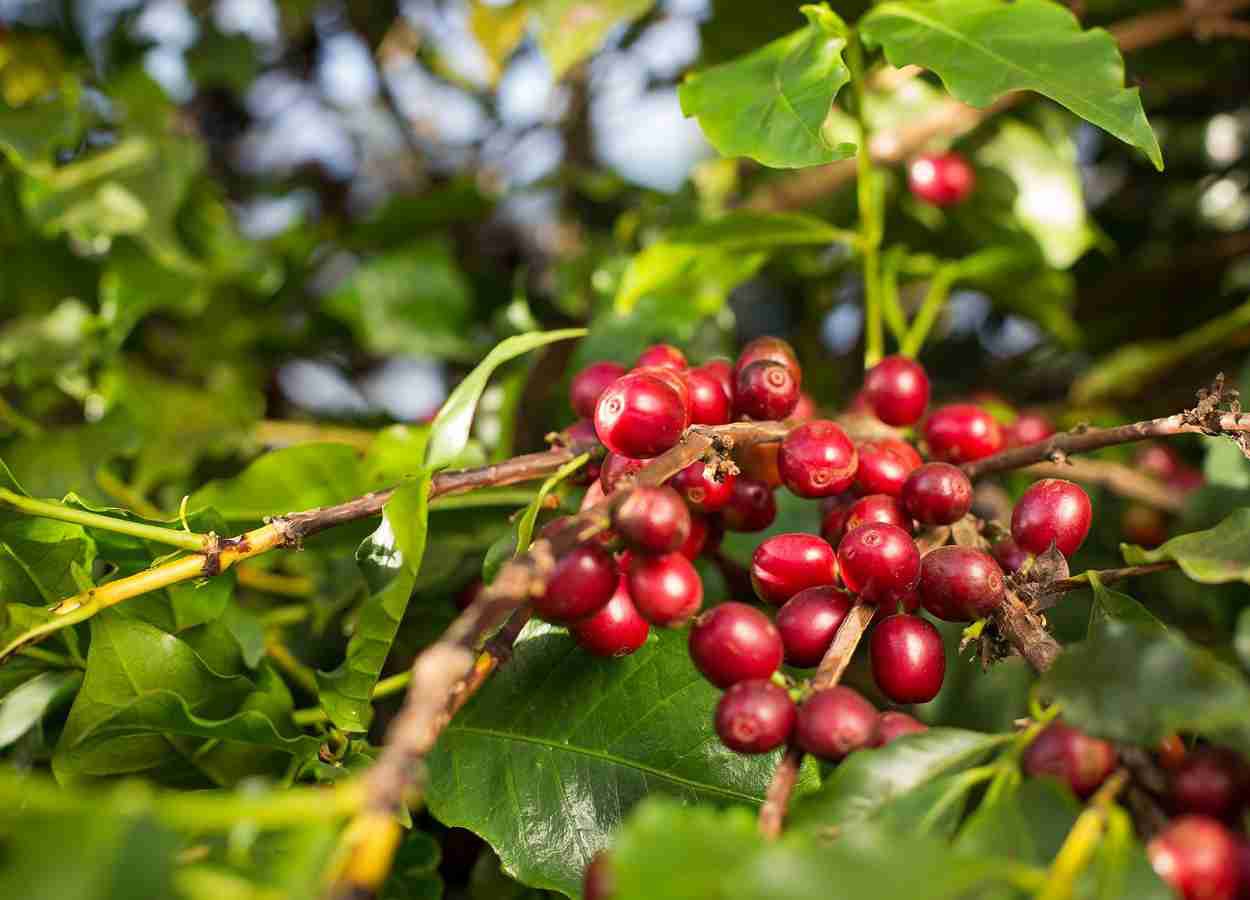 VBP do café em Goiás deve atingir R$ 827,9 milhões em 2026