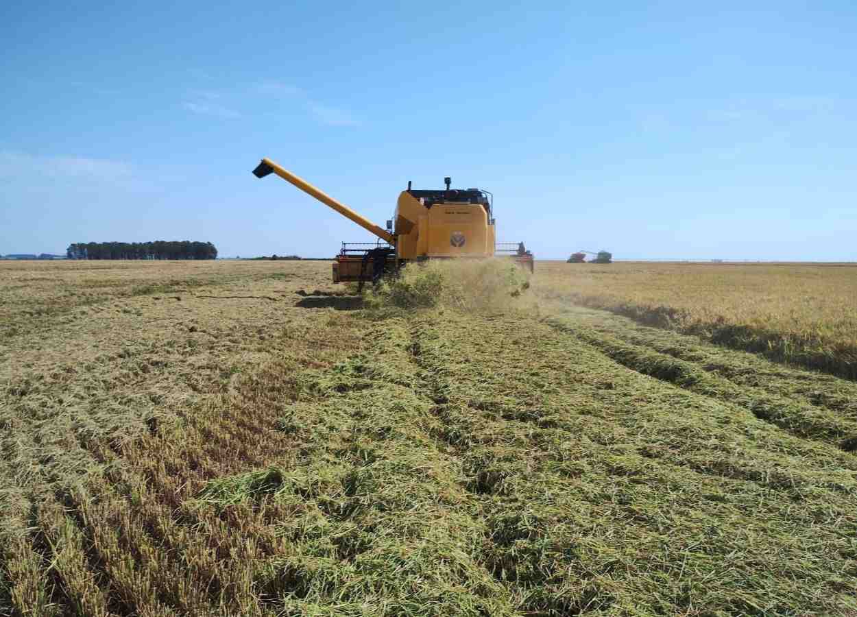 RS Safra 2024/25: colheita do arroz atinge 39,63%