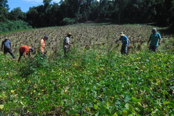 Colheita do feijão avança e ultrapassa 80% da área cultivada no RS