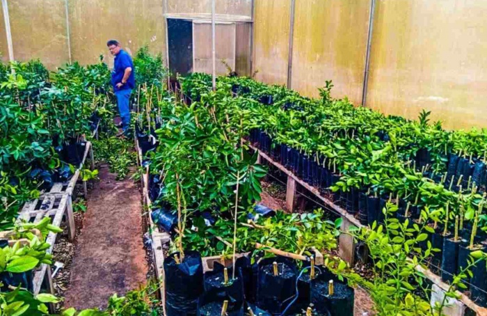 São Paulo apreende mais de 6 mil mudas cítricas irregulares