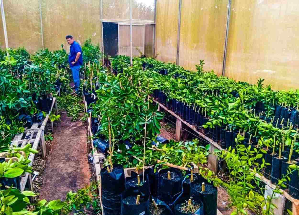 São Paulo apreende mais de 6 mil mudas cítricas irregulares