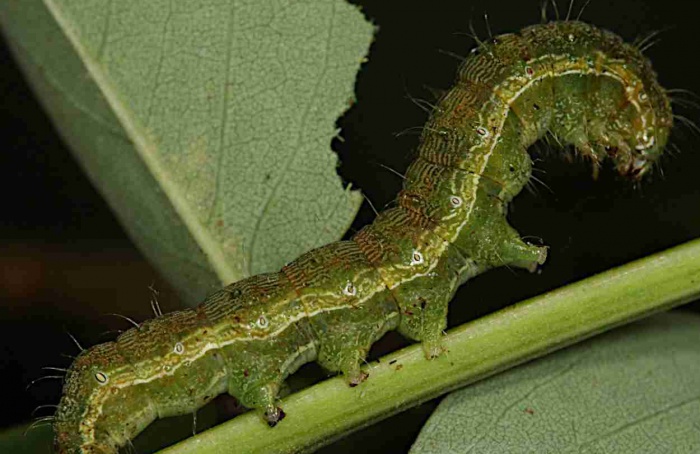 Manejo integrado reduz uso de inseticidas no Paraná