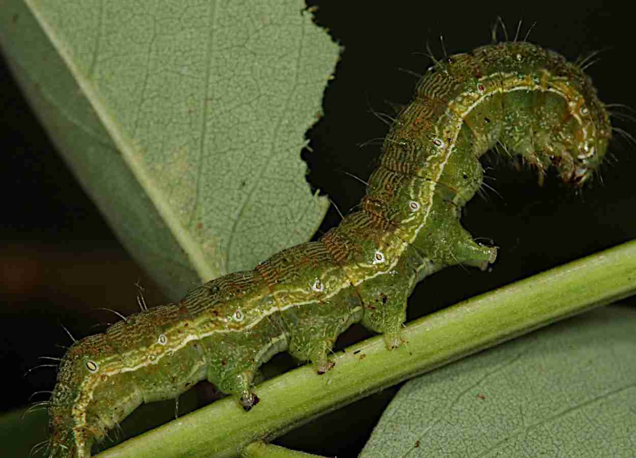 Manejo integrado reduz uso de inseticidas no Paraná