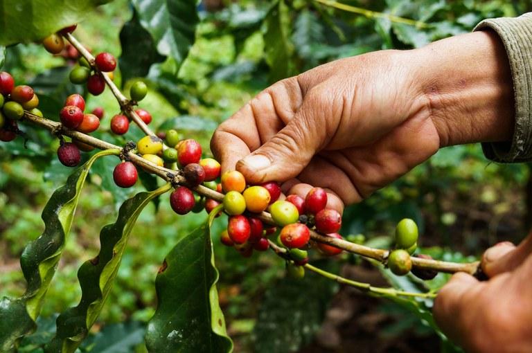 Funcafé ultrapassa R$ 3,5 bilhões em liberações para o setor cafeeiro