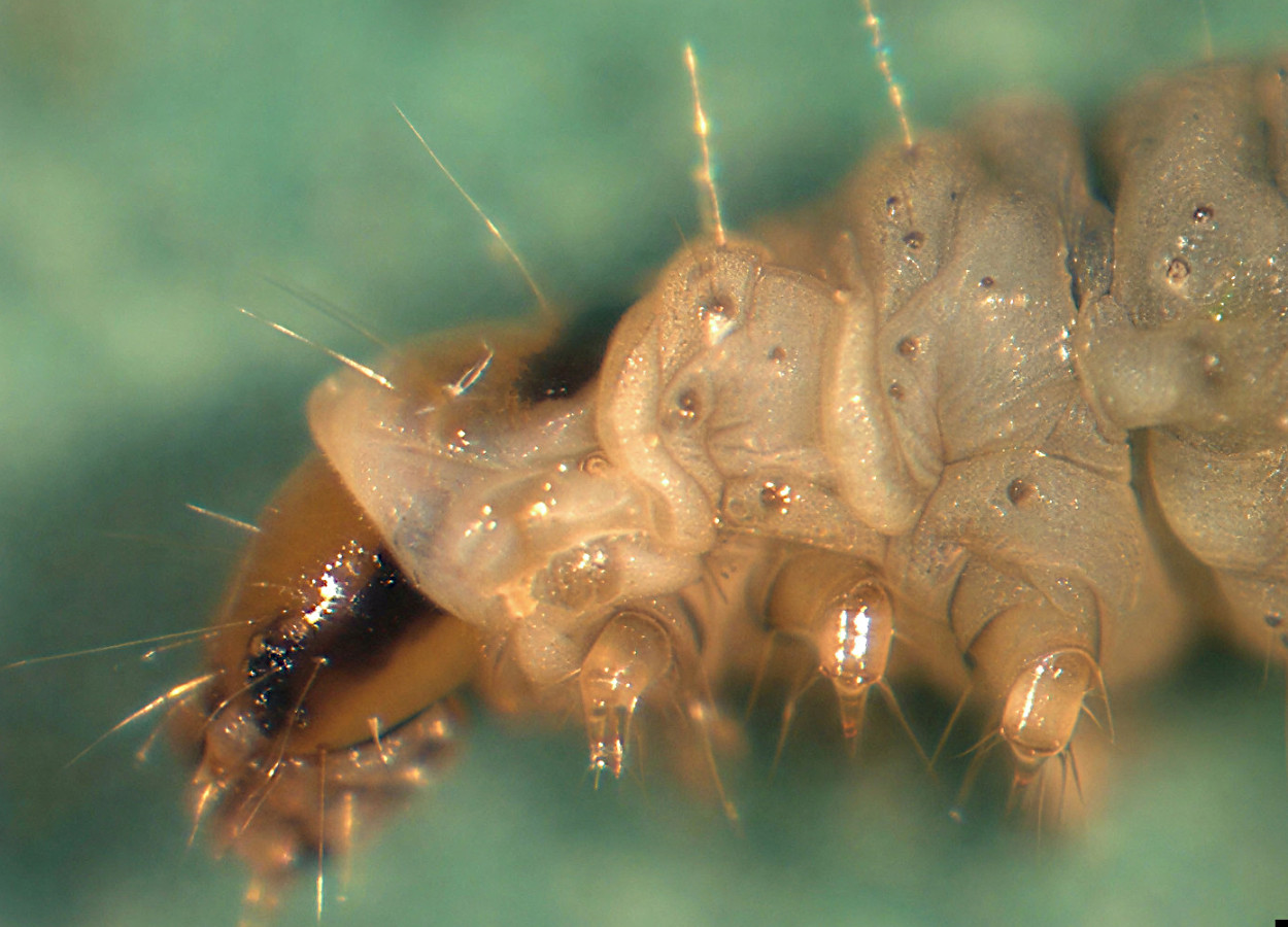 Foto: Marja van der Straten - NVWA