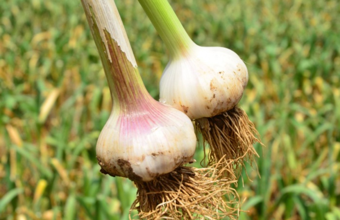 Safra de alho em SC deve alcançar 8,6 mil toneladas