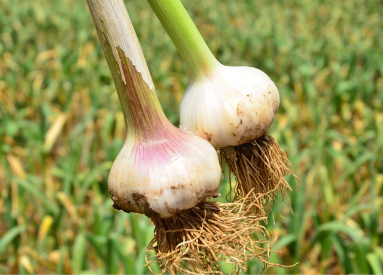 Safra de alho em SC deve alcançar 8,6 mil toneladas