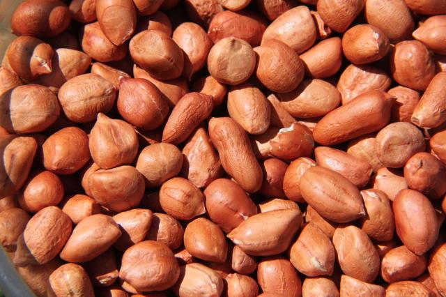 Pesquisadores sistematizam lista de produtos registrados para a cultura do amendoim