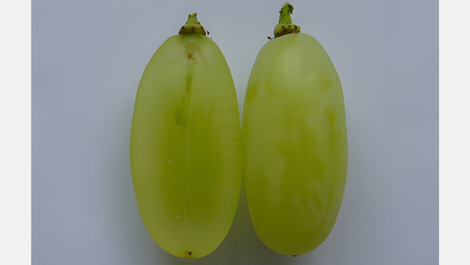 Foto: Patrícia Ritschel