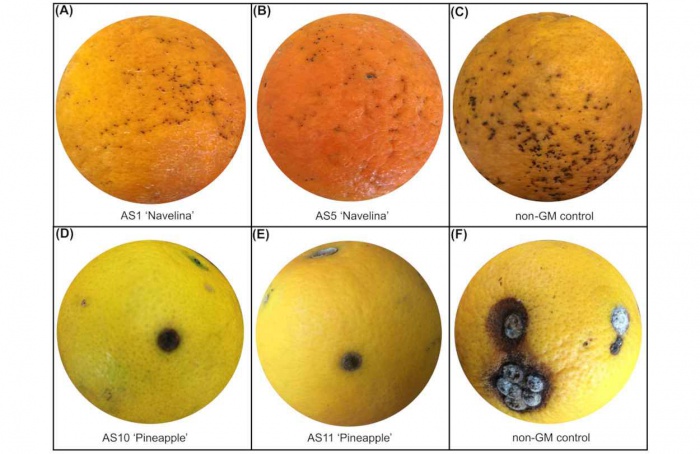 Laranjeiras transgênicas resistem à pinta-preta e ao cancro-cítrico