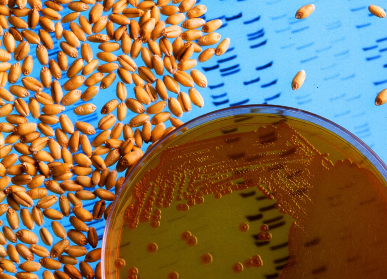 Foto: Jack Dykinga / USDA