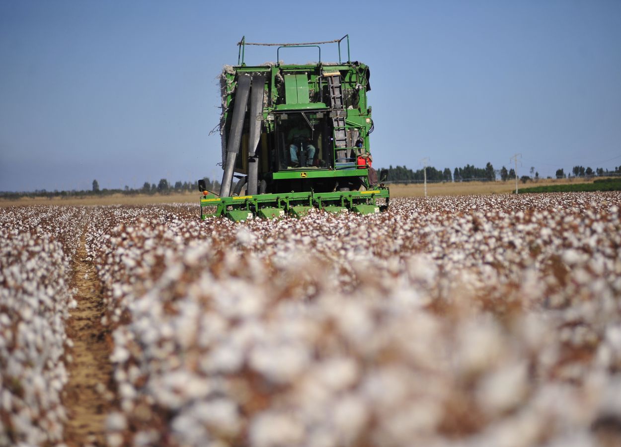 Veranicos de março impactam produtividade, mas incremento na área irrigada deve garantir volume estimado na safra 2024/25