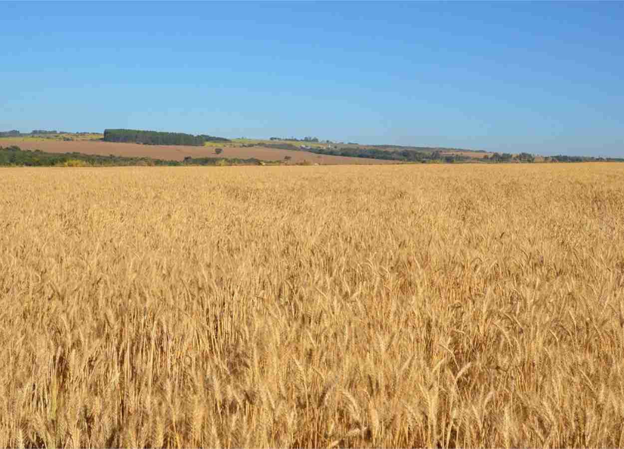 Plantio do trigo safrinha no Brasil Central exige atenção