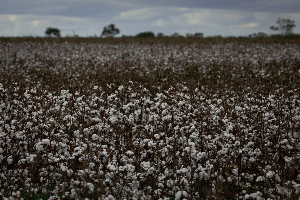 Valores do algodão em pluma recuaram no início de setembro