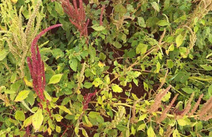 Caruru desafia manejo da soja e vira tema de debate