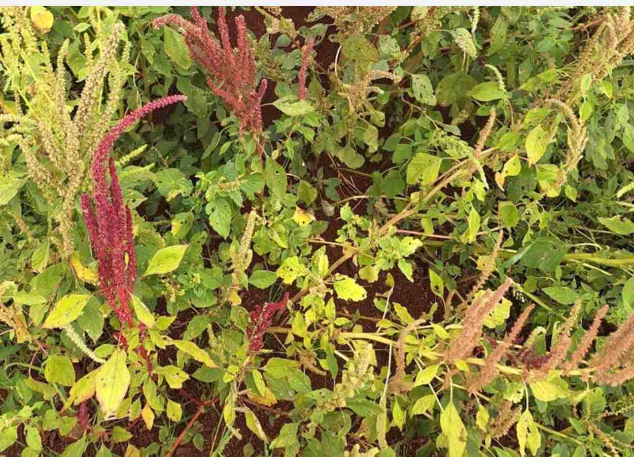 Caruru desafia manejo da soja e vira tema de debate