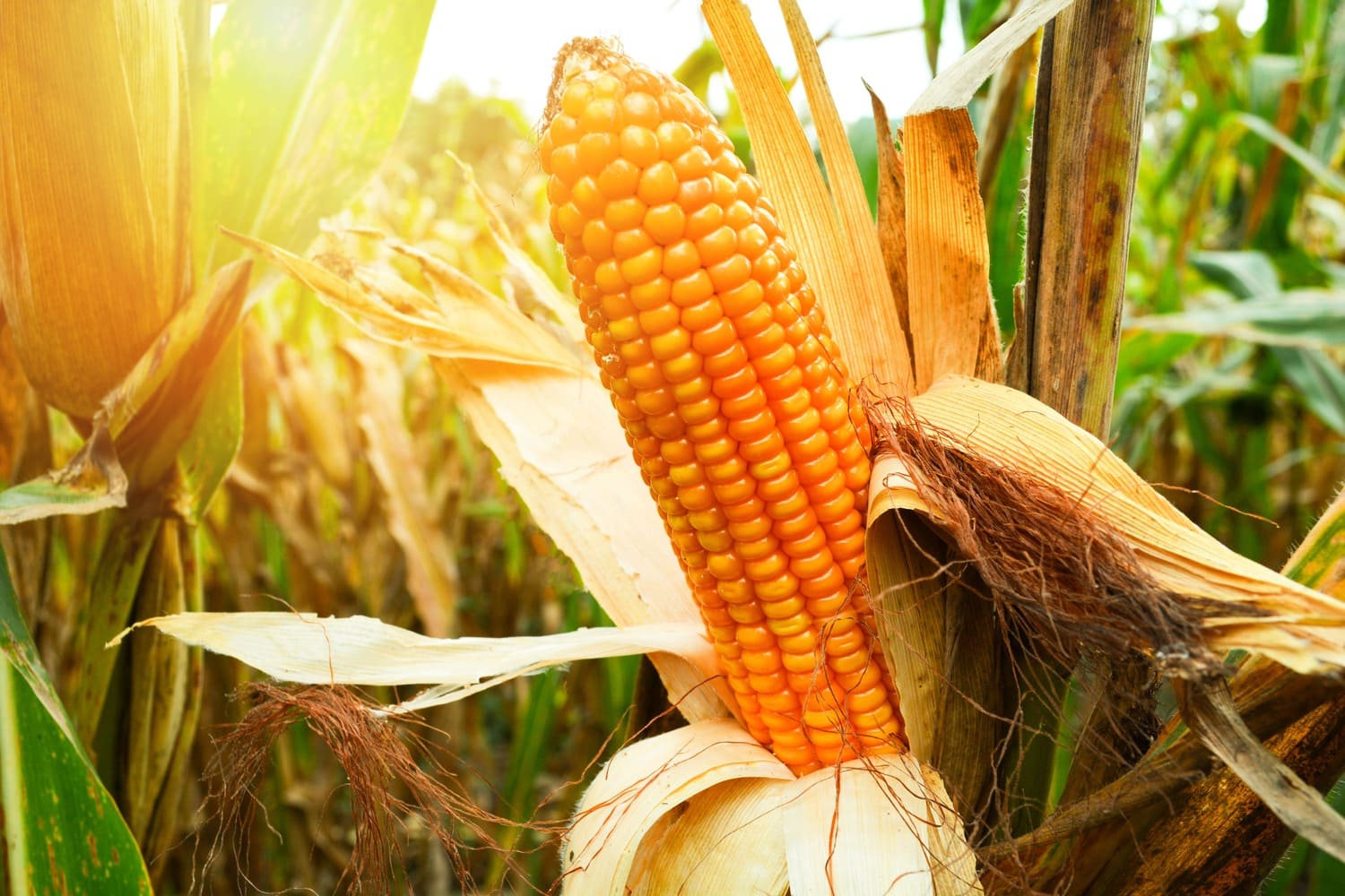 Brazil is getting closer to becoming the world's largest corn exporter