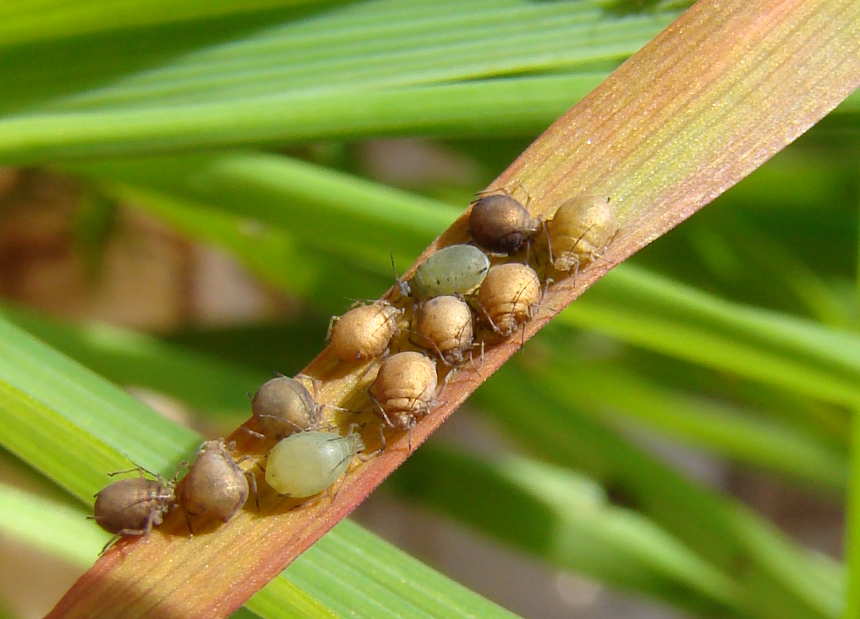 Colônia do pulgão-da-aveia (<i>Rhopalosiphum padi</i>) sob ataque de inimigos naturais (vespinhas parasitoides); os pulgões parasitados foram mumificados - Foto:&nbsp;Douglas Lau