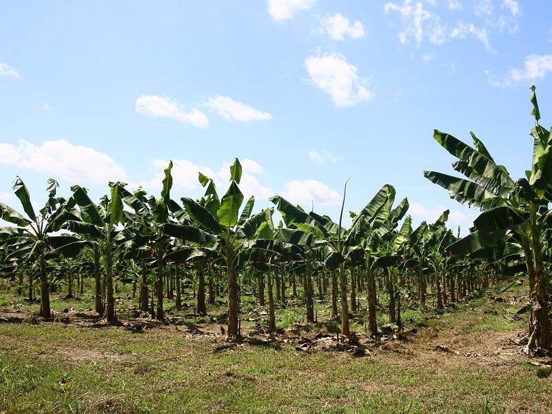 Curso em Silves (AM) apresenta boas práticas para implantação de bananal