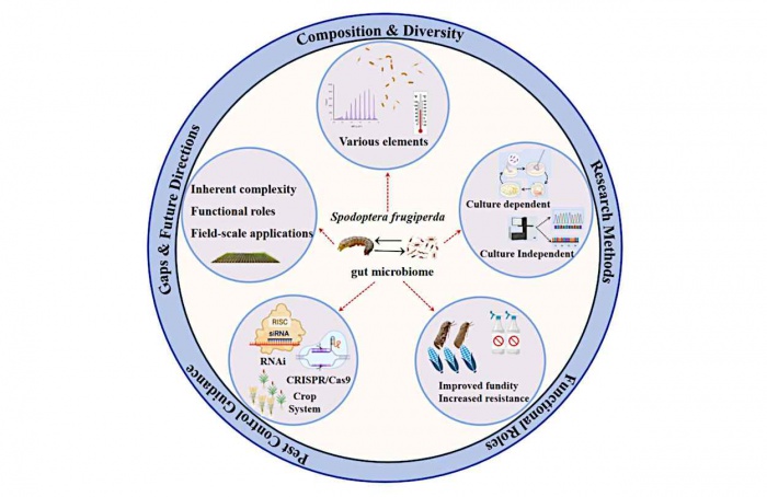 Bactérias intestinais podem revolucionar controle de Spodoptera frugiperda