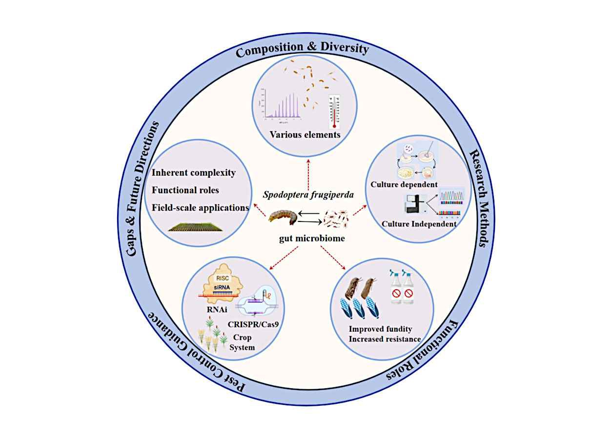 Bactérias intestinais podem revolucionar controle de Spodoptera frugiperda