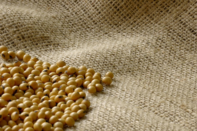 Novas cultivares de soja da Embrapa para o Centro-Norte do Brasil estão disponíveis para a próxima safra