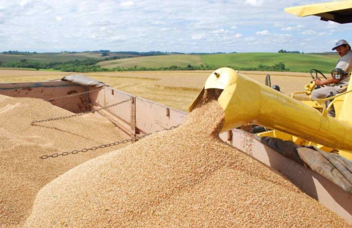 Goiás é líder na produção de trigo no Centro-Oeste