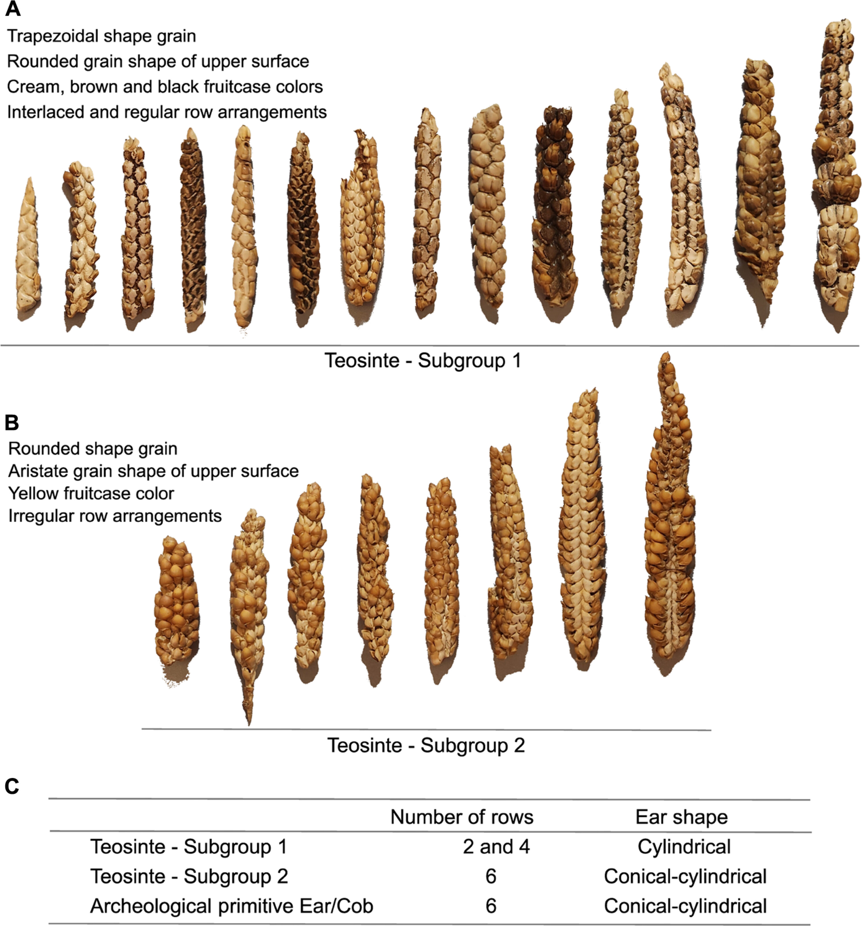 Descritores morfológicos das amostras de teosinto preservadas no Peabody Museum of Archaeology and Ethnology, Harvard University: espigas de teosinto classificadas como subgrupos 1 <b>(A)</b> e 2 <b>(B)</b> e suas características predominantes; <b>(C)</b> número de fileiras e formatos de espigas de amostras de teosinto e amostras arqueológicas de espigas/espigas com características primitivas do Vale do Peruaçu. As fotos das espigas são apresentadas na mesma escala para cada item. Fotos: Flaviane Malaquias Costa, Universidade de São Paulo