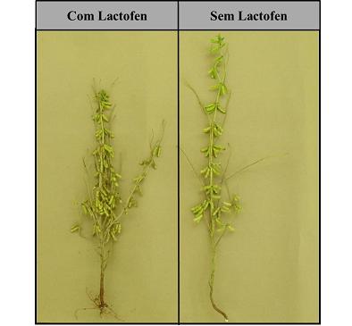 Figura 3. Efeitos da aplicação de Lactofen na cultura de soja, cultivar NS-8490-RR.