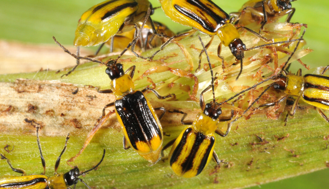 <i>Diabrotica</i>&nbsp;spp - Foto:&nbsp;John Obermeyer