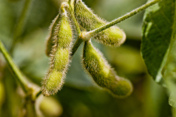 Primeiras cultivares de soja com tecnologia Xtend serão lançadas pela Embrapa e Meridional