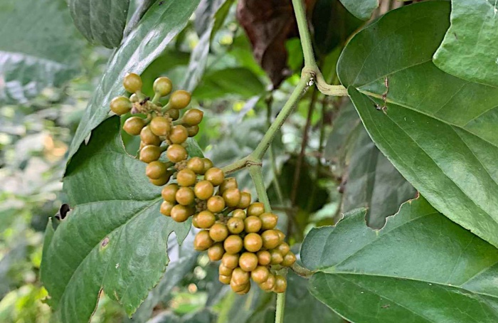 Piper guineense é eficaz contra Spodoptera frugiperda