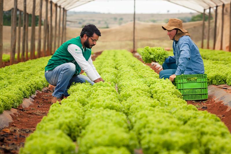 Produção diversificada de hortaliças garante renda ao produtor rural