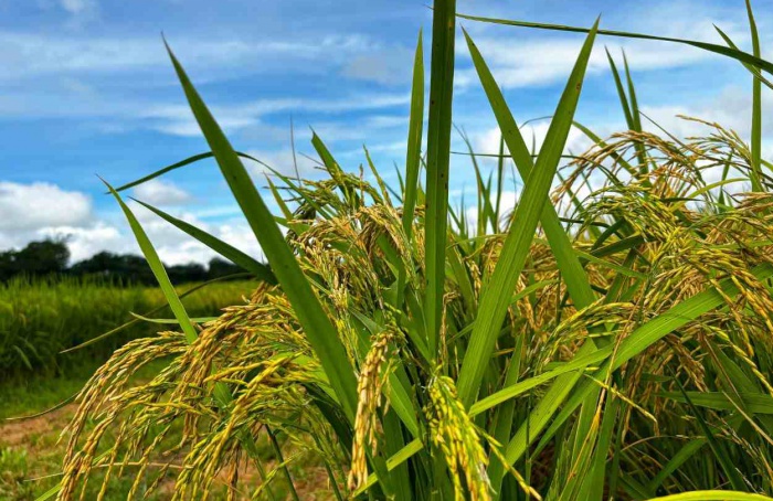 Área plantada de arroz em Goiás deve ter crescimento de mais de 23%, diz o IBGE