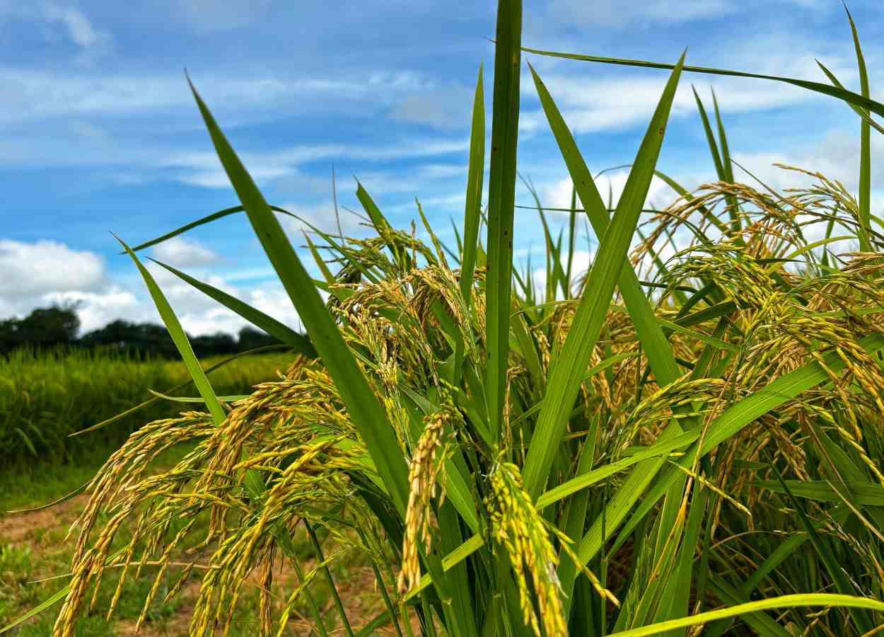 A produção do grão no estado deve chegar a 110,8 mil toneladas, um aumento de 17,7% em relação à safra anterior