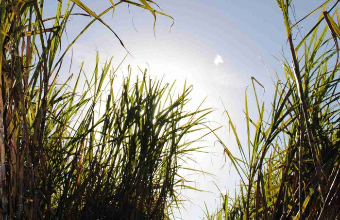 Iscas reduzem danos de Sphenophorus levis em cana