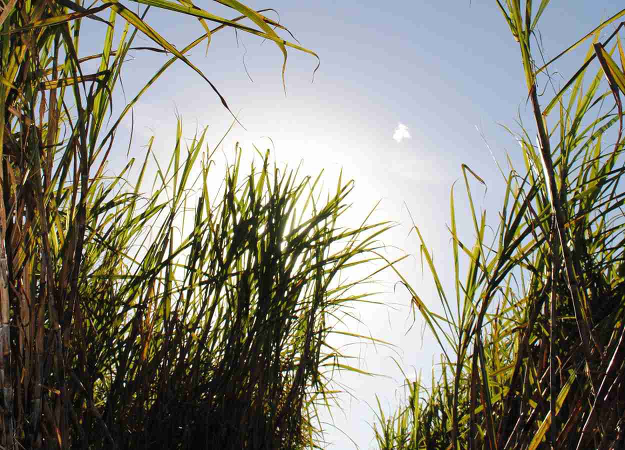 Iscas reduzem danos de Sphenophorus levis em cana