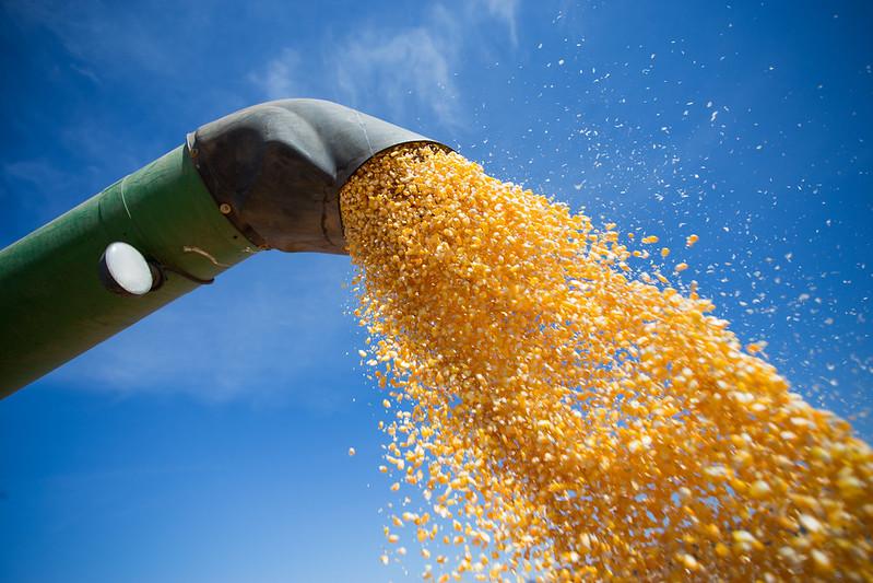 LongPing Online leva cultura do milho para a mão do agricultor