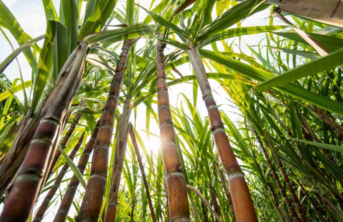 Síndrome da murcha da cana acende alerta no setor sucroenergético