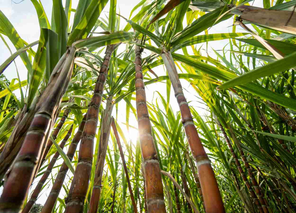 Síndrome da murcha da cana acende alerta no setor sucroenergético