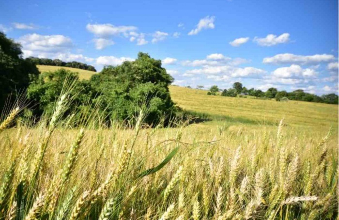 Safra de inverno encerra com desafios e oportunidades em SC