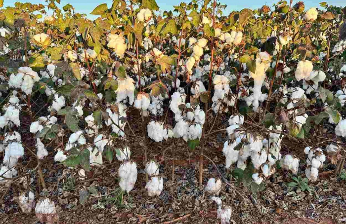 Clima desafia a safra 2024/25 de algodão em Mato Grosso