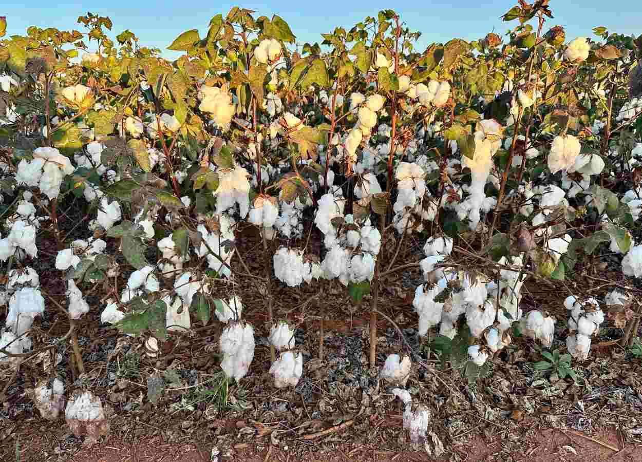 El clima desafía la cosecha de algodón 2024/25 en Mato Grosso