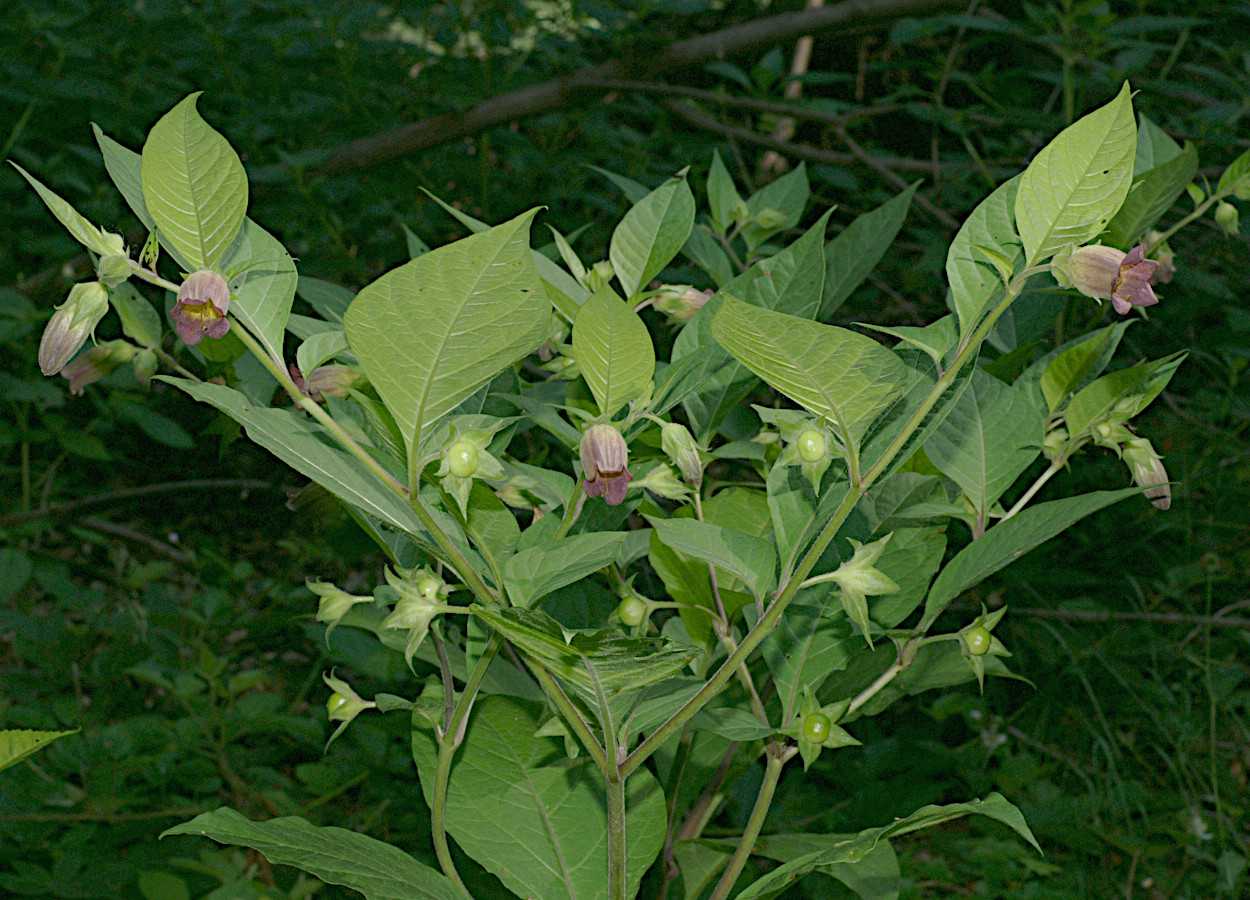 Foto: Rüdiger Kratz, CC BY-SA 3.0